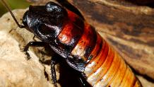 Alive large hissing Madagascar cockroach on a rock.
