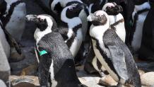Penguin colony