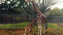 Giraffe Baby