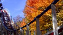 Screamin Eagle in the Fall.