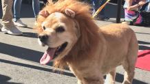 Dog wearing costume at The Great Escape
