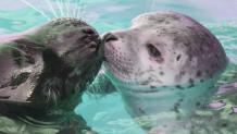 Pacific Harbor Seal pup and mom Mallie