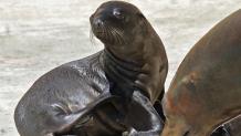 Pebbles - Sea Lion Pup