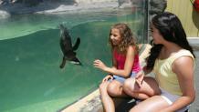 Two girls watching penguin swim