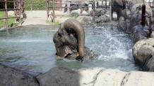 Elephant Encounter Elephant Encounter