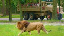 Safari Off Road Adventure - Lion Lion on Silver Safari Tour