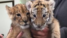 Lion & Tiger cub