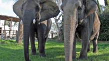 Female elephants Liz and Valerie