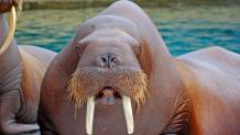 The late walrus, Sivuqaq