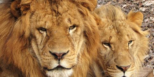 Two lions laying next to each other