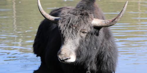 Yak in water