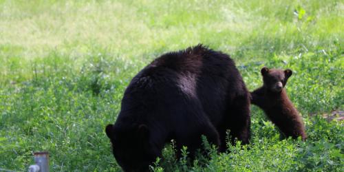 Baby bear leaning on mom bear