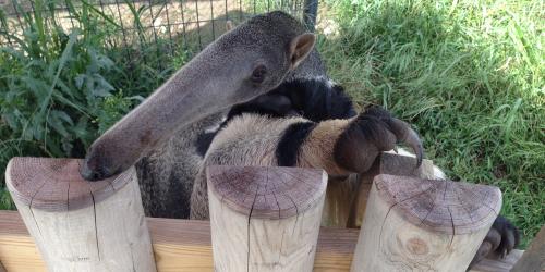 Ant eater climbing on fence