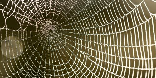 Spider web