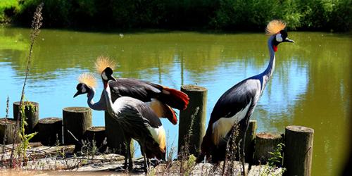 Crowned Cranes next to water