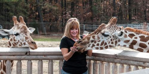 woman feeding giraffe