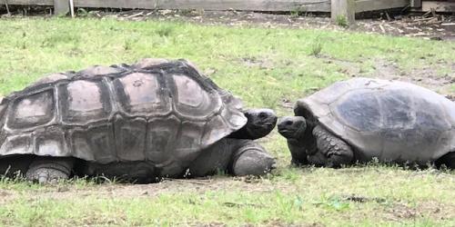 Two giant tortoises