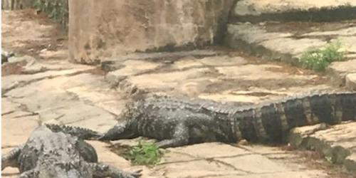 Alligators in exhibit