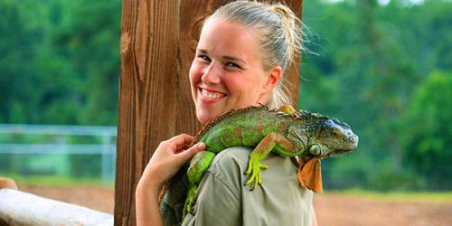 Iguana on care takers shoulder