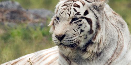 Bangle tiger laying in grass