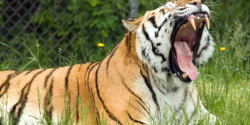 Siberian tiger yawning