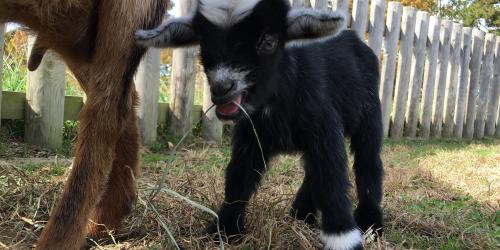 Baby goat eating hay next to adult goat