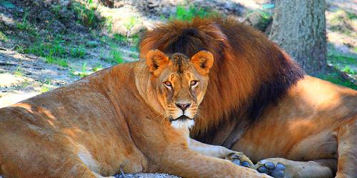 Lions laying on the ground
