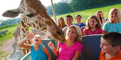 guests on safari truck with giraffe sticking his head in
