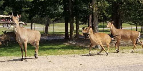 Group of Nilgai standing in safari