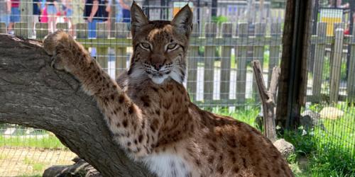 Lynx on tree looking at camera