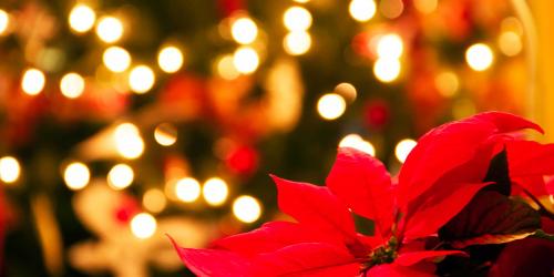 poinsettia flower with Christmas tree
