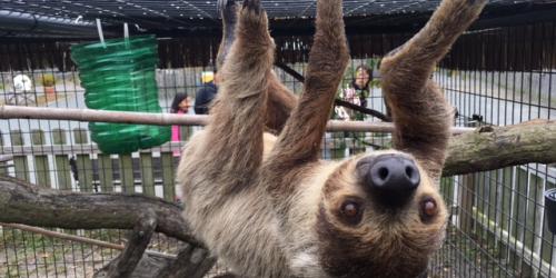 Sloth hanging from top of cage
