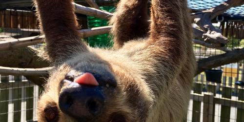 Slouth hanging from top of cage with tongue out
