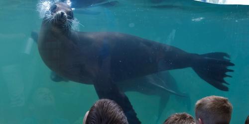 Sea lion swimming in water