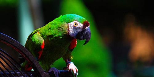 Picture of Severe Parrot
