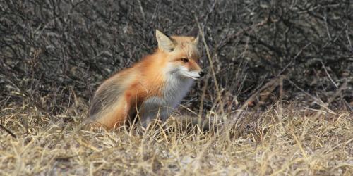 Fox in grass