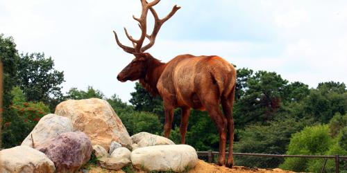 Elk standing on hill