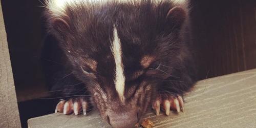 Up close of skunks face while eating