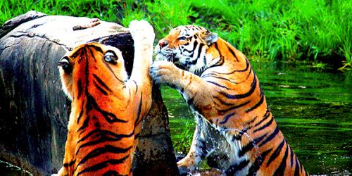 Two tigers climbing rock