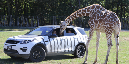 Giraffe placing head in VIP tour vehicle