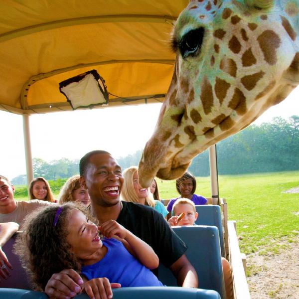 Students on safari drive and giraffe looking in.