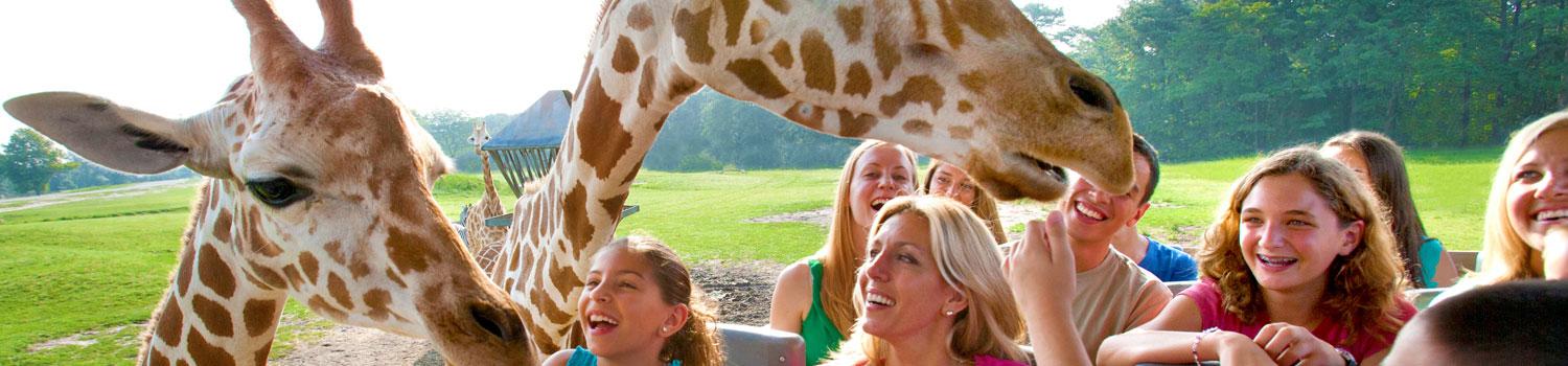 Guests Meeting Giraffes On A Safari Adventure Guests Meeting Giraffes On A Safari Adventure