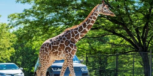 Wild Safari Drive Thru Adventure Six Flags Great Adventure Wild Safari Drive Thru Adventure Six Flags Great Adventure